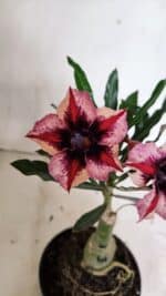 ENXERTO 12406 – 20cm (cor LM 424) - Imagem 3