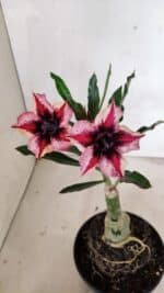 ENXERTO 12406 – 20cm (cor LM 424)