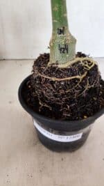 ENXERTO 12406 – 20cm (cor LM 424) - Imagem 6