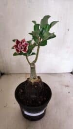 ENXERTO 12407 – 20cm (cor LM 977) - Imagem 2