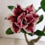 ENXERTO 12407 – 20cm (cor LM 977)