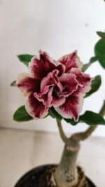 ENXERTO 12407 – 20cm (cor LM 977)