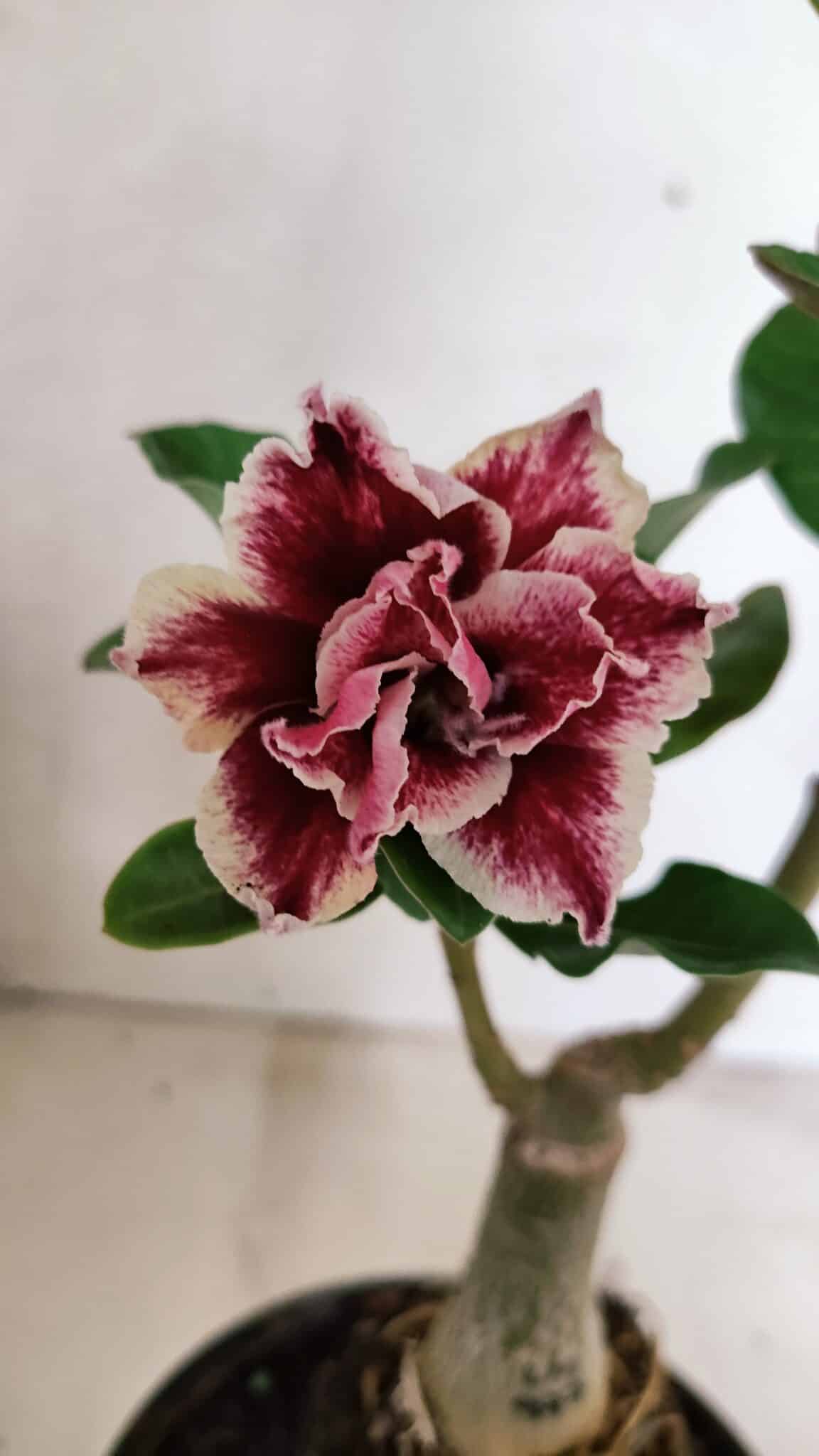 ENXERTO 12407 (3) ENXERTO 12407 – 20cm (cor LM 977) - Imagem 1