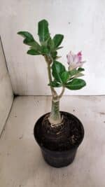 ENXERTO 12407 – 20cm (cor LM 977) - Imagem 5