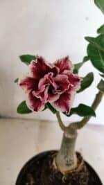 ENXERTO 12407 – 20cm (cor LM 977) - Imagem 4