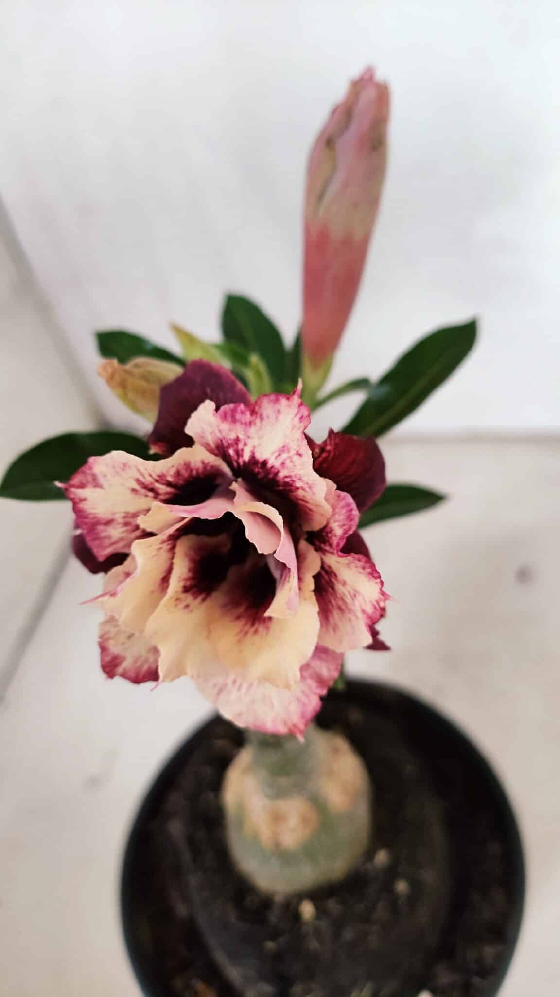 ENXERTO 12408 (3) ENXERTO 12408 – 20cm (cor LM 827) - Imagem 1