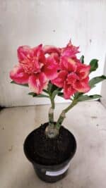 ENXERTO 12409 – 20cm (cor LM 402) - Imagem 2