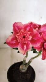 ENXERTO 12409 – 20cm (cor LM 402) - Imagem 3