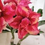 ENXERTO 12409 – 20cm (cor LM 402)