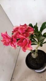 ENXERTO 12409 – 20cm (cor LM 402) - Imagem 9