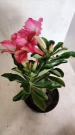 ENXERTO 12409 – 20cm (cor LM 402) - Imagem 7