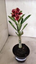 ENXERTO 12410 – 22cm (cor LM 990) - Imagem 2