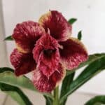 ENXERTO 12410 – 22cm (cor LM 990)