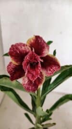 ENXERTO 12410 – 22cm (cor LM 990)