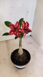 ENXERTO 12411 – 20cm (cor LM 887) - Imagem 2