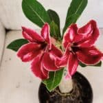 ENXERTO 12411 – 20cm (cor LM 887)