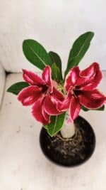 ENXERTO 12411 – 20cm (cor LM 887)