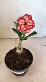 ENXERTO 12412 – 22cm (cor LM 914) - Imagem 2