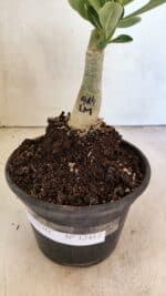 ENXERTO 12412 – 22cm (cor LM 914) - Imagem 7