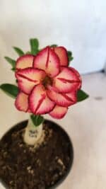 ENXERTO 12412 – 22cm (cor LM 914)