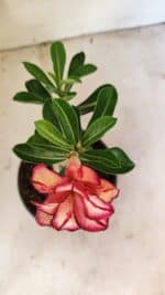 ENXERTO 12412 – 22cm (cor LM 914) - Imagem 4