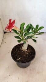 ENXERTO 12412 – 22cm (cor LM 914) - Imagem 6