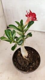 ENXERTO 12412 – 22cm (cor LM 914) - Imagem 5