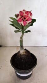 ENXERTO 12413 – 20cm (cor LM 491) - Imagem 2