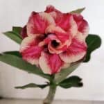 ENXERTO 12413 – 20cm (cor LM 491)