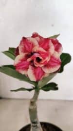 ENXERTO 12413 – 20cm (cor LM 491)