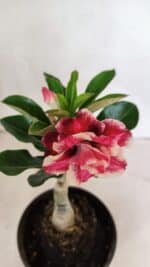 ENXERTO 12413 – 20cm (cor LM 491) - Imagem 4