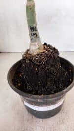 ENXERTO 12413 – 20cm (cor LM 491) - Imagem 7