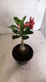 ENXERTO 12413 – 20cm (cor LM 491) - Imagem 6