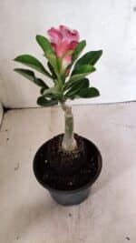 ENXERTO 12413 – 20cm (cor LM 491) - Imagem 5