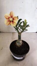 ENXERTO 12414 – 20cm (cor LM 618) - Imagem 2