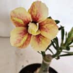 ENXERTO 12414 – 20cm (cor LM 618)