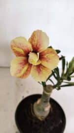 ENXERTO 12414 – 20cm (cor LM 618)