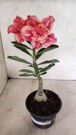 ENXERTO 12415 – 20cm (cor LM 402) - Imagem 2