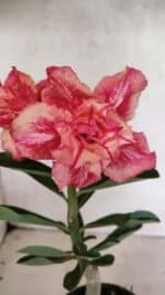 ENXERTO 12415 – 20cm (cor LM 402) - Imagem 3