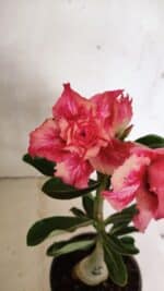 ENXERTO 12415 – 20cm (cor LM 402) - Imagem 4