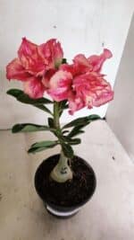 ENXERTO 12415 – 20cm (cor LM 402)