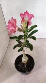 ENXERTO 12415 – 20cm (cor LM 402) - Imagem 6