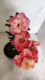 ENXERTO 12416 – 22cm (cor LM 582) - Imagem 7