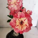 ENXERTO 12416 – 22cm (cor LM 582)