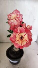 ENXERTO 12416 – 22cm (cor LM 582)