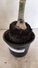 ENXERTO 12416 – 22cm (cor LM 582) - Imagem 9