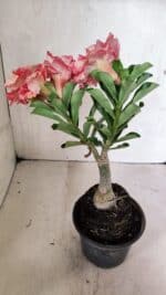 ENXERTO 12416 – 22cm (cor LM 582) - Imagem 8