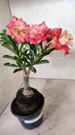 ENXERTO 12416 – 22cm (cor LM 582) - Imagem 6