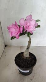 ENXERTO 12417 – 22cm (cor LM 08) - Imagem 2