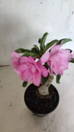 ENXERTO 12417 – 22cm (cor LM 08) - Imagem 5